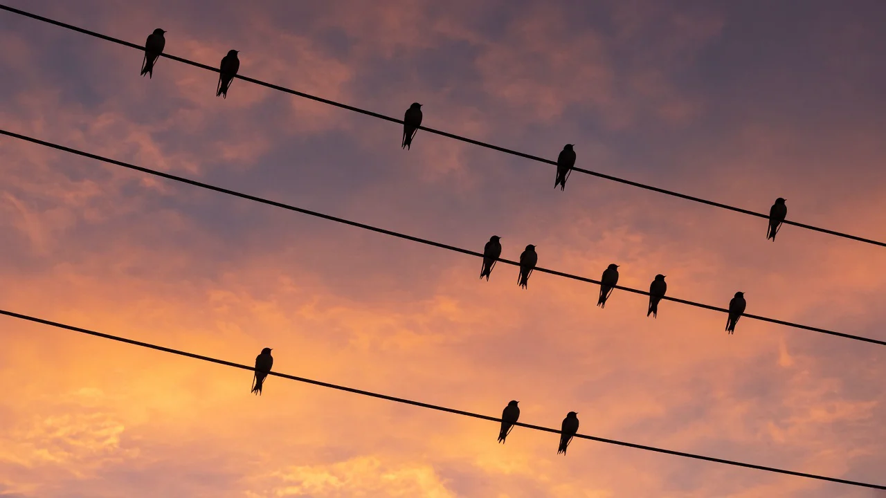 夕焼けの電線と鳥